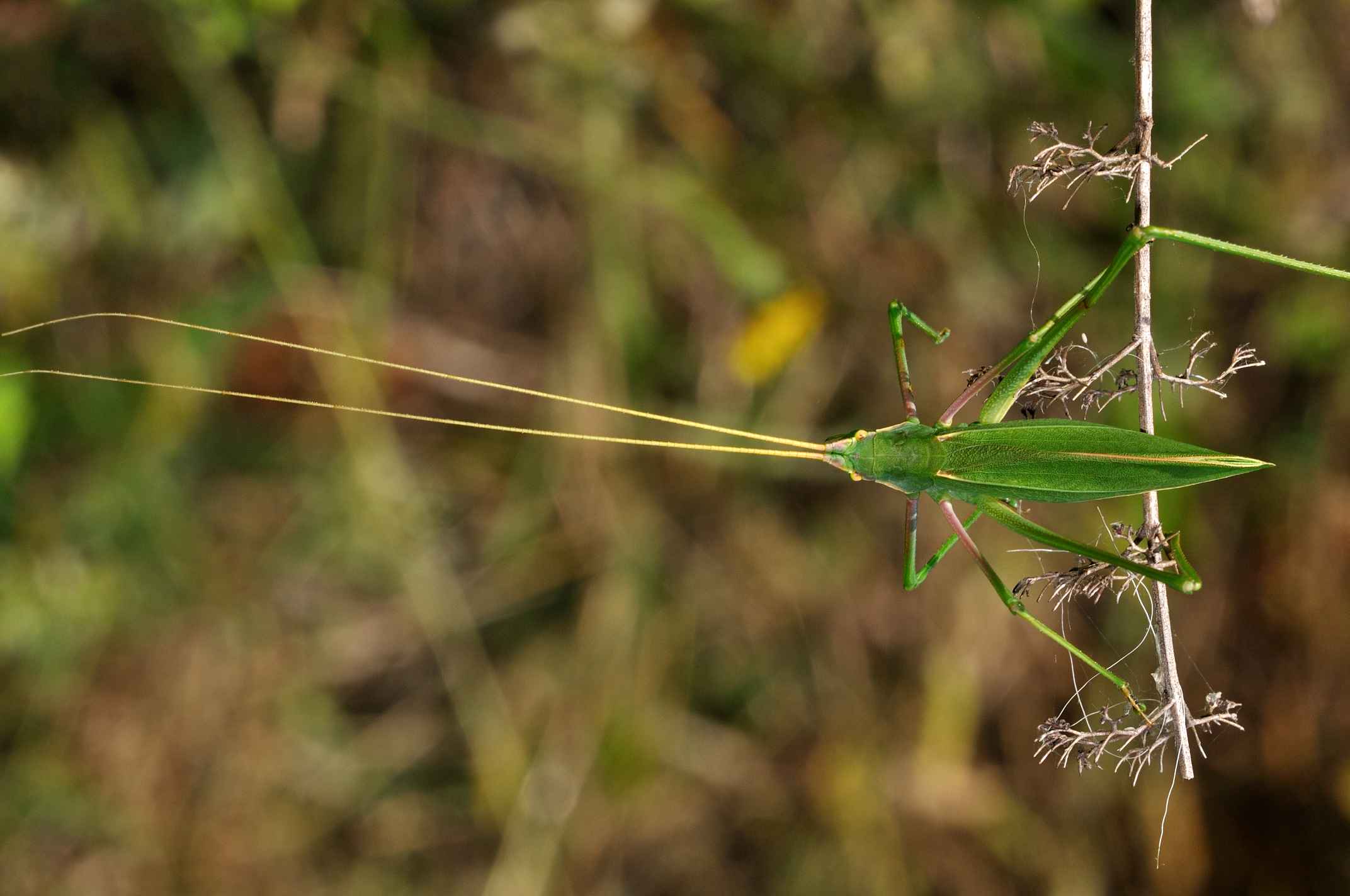 ID Orthoptera